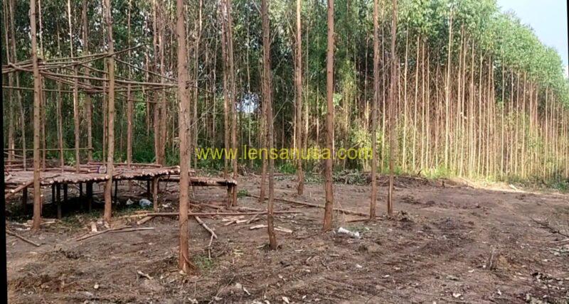 Bagian Objek Lahan Sengketa Antara PT Arara Abadi dan Masyarakat Adat Batin Sangeri