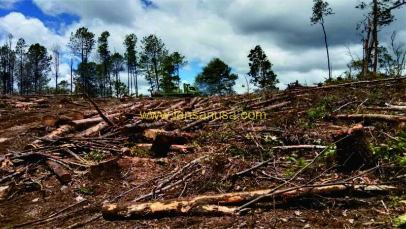 Foto Perambahan Hutan Pinus di Desa Hutaraja Hasundutan, Kecamatan Sipoholon, Kabupaten Tapanuli Utara, Sumatera Utara (Sumut) seluas 76,51 Hektar