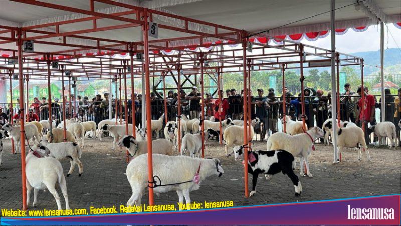 Ratusan Domba di ajang Piala Kapolres Bantul 
