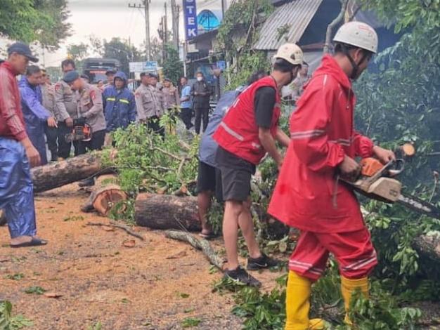 Petugas Gabungan evakuasi Pohon Tumbang Yang Menutup Akses Jalan Parangtritis.( Foto/Dok. Posko PMI)